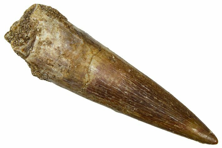 Fossil Plesiosaur (Zarafasaura) Tooth - Morocco #369979
